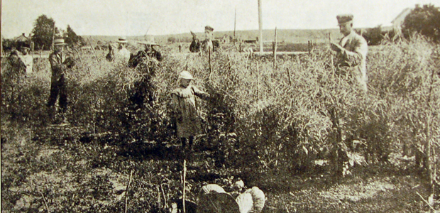 Fröodling av Säfstaholm på 1920-talet. Örebro frö-, frukt- och blomsterhandel